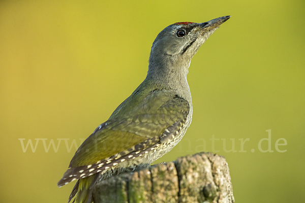 Grauspecht (Picus canus)