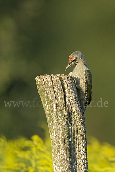 Grauspecht (Picus canus)