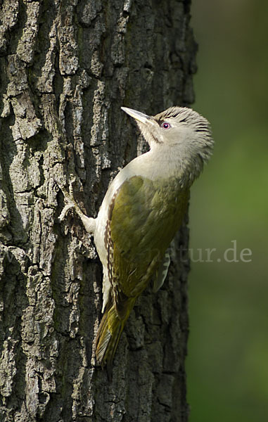 Grauspecht (Picus canus)