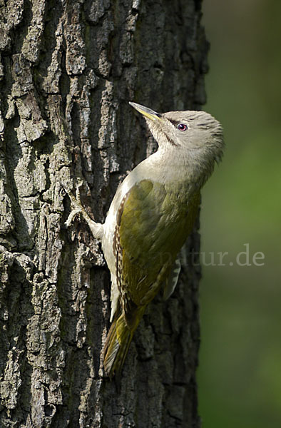 Grauspecht (Picus canus)