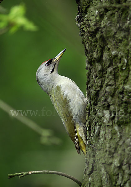 Grauspecht (Picus canus)