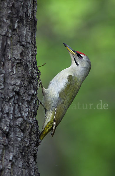 Grauspecht (Picus canus)