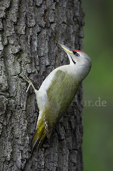 Grauspecht (Picus canus)