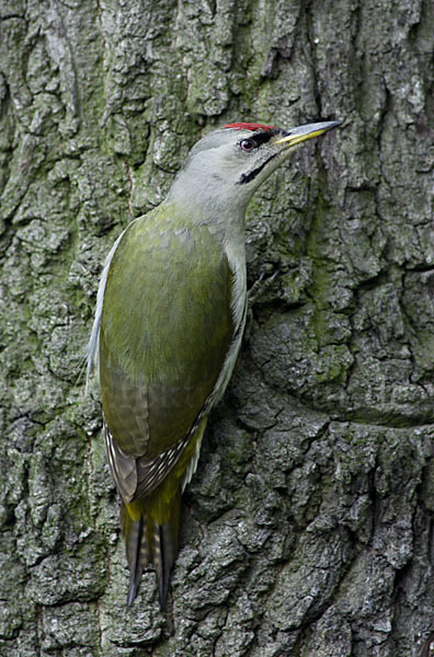 Grauspecht (Picus canus)