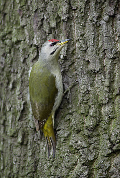 Grauspecht (Picus canus)