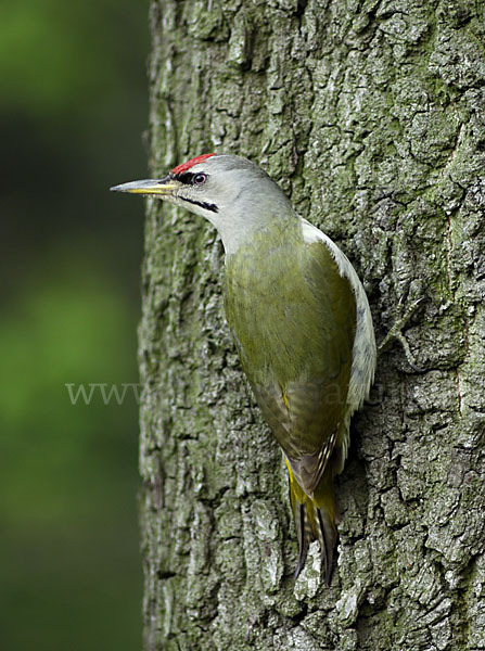 Grauspecht (Picus canus)