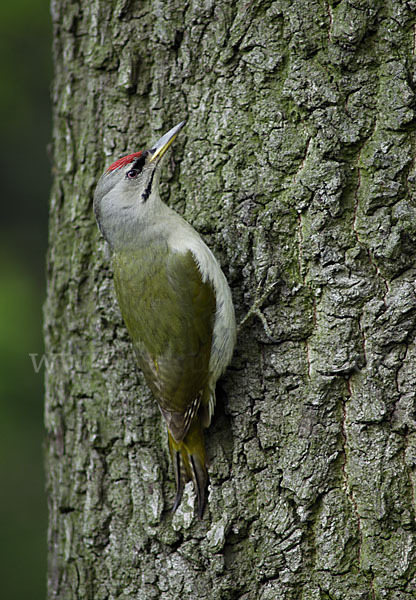 Grauspecht (Picus canus)