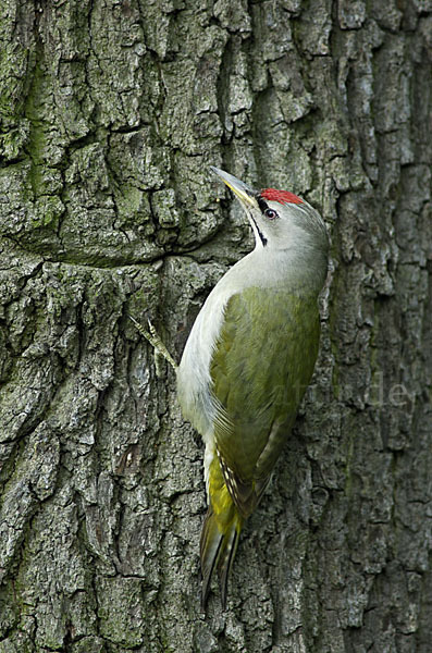 Grauspecht (Picus canus)