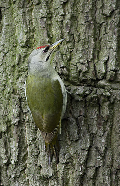 Grauspecht (Picus canus)