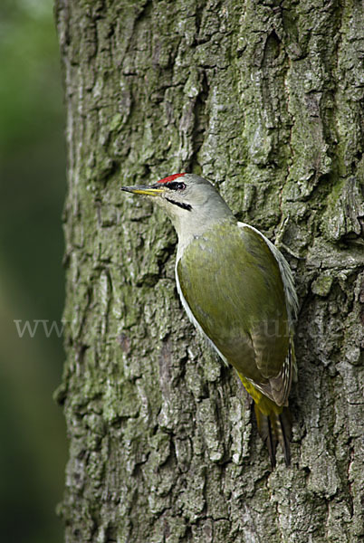 Grauspecht (Picus canus)