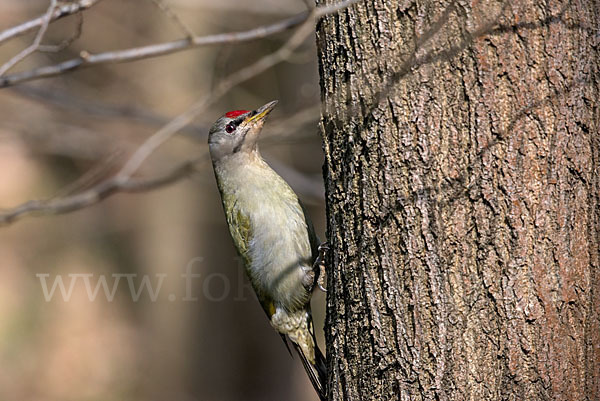 Grauspecht (Picus canus)