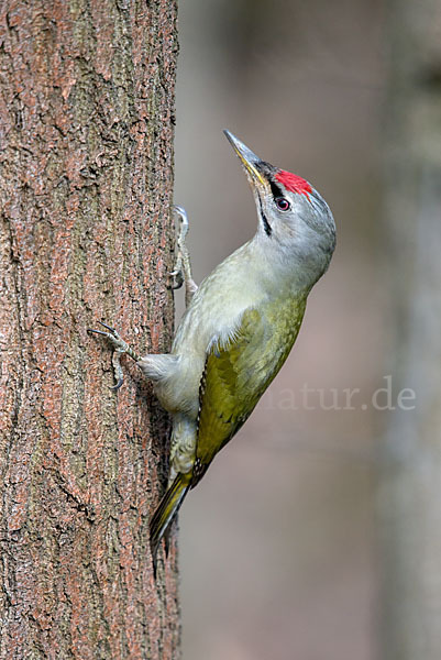 Grauspecht (Picus canus)