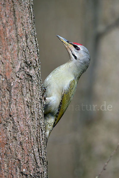 Grauspecht (Picus canus)