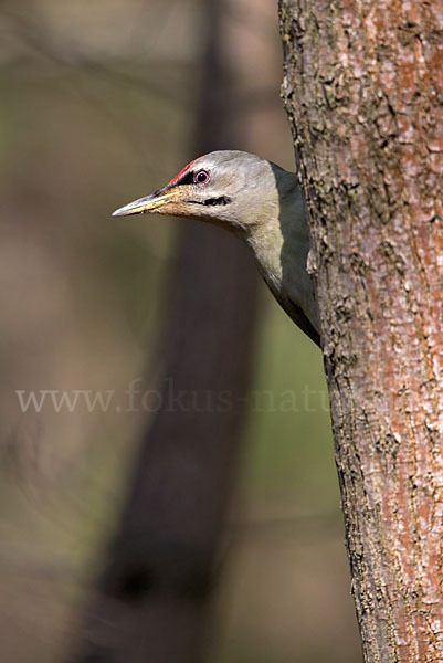 Grauspecht (Picus canus)