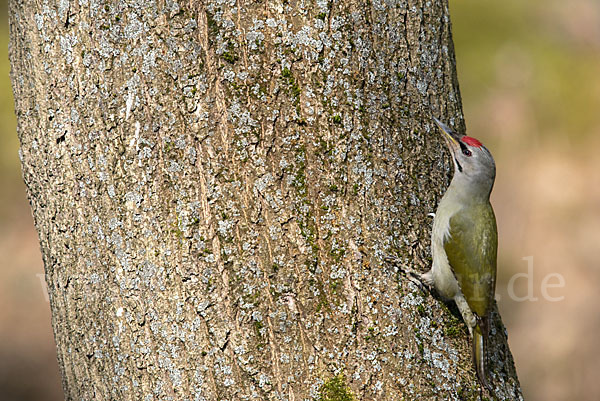 Grauspecht (Picus canus)