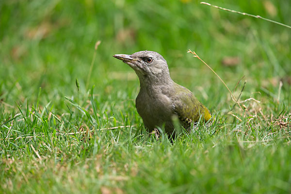 Grauspecht (Picus canus)