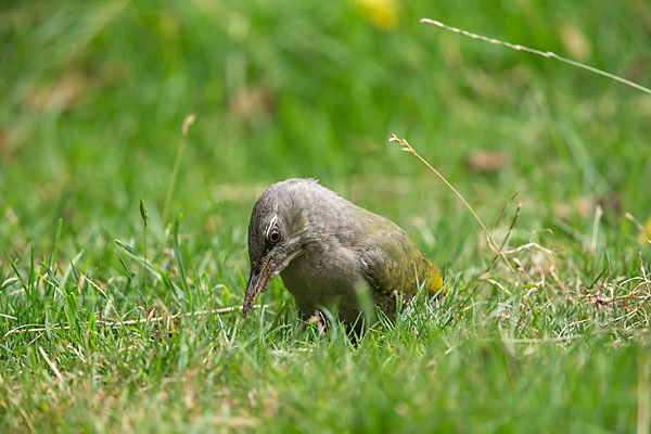 Grauspecht (Picus canus)