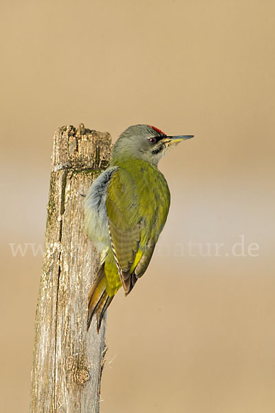 Grauspecht (Picus canus)