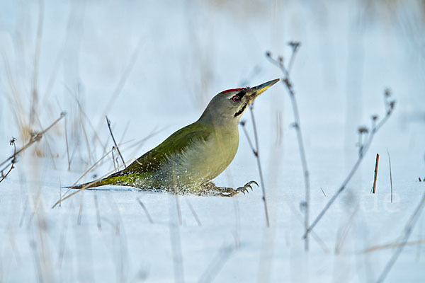 Grauspecht (Picus canus)