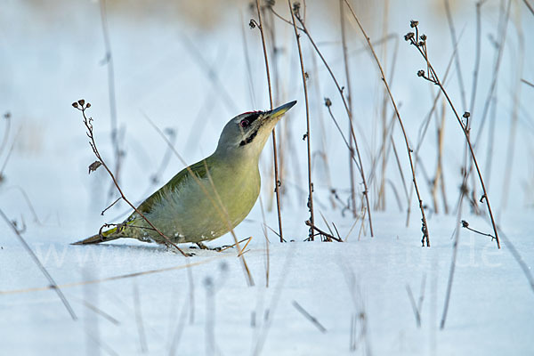 Grauspecht (Picus canus)