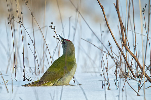 Grauspecht (Picus canus)