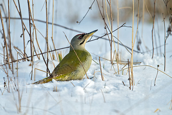 Grauspecht (Picus canus)