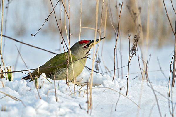 Grauspecht (Picus canus)