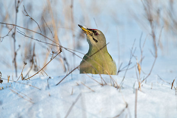 Grauspecht (Picus canus)