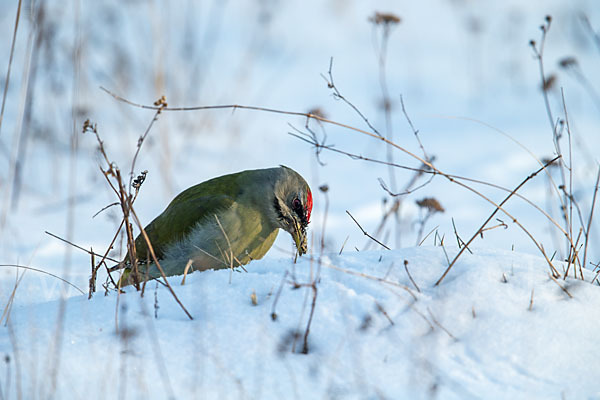 Grauspecht (Picus canus)