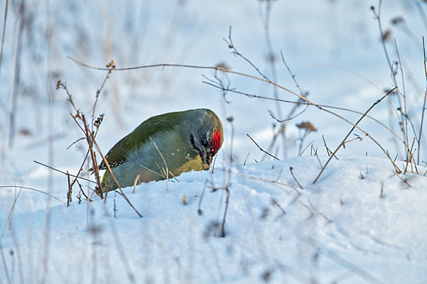 Grauspecht (Picus canus)