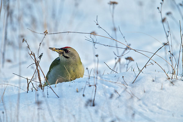 Grauspecht (Picus canus)