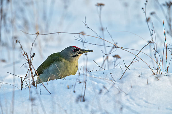 Grauspecht (Picus canus)