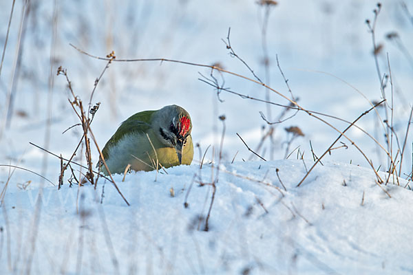 Grauspecht (Picus canus)