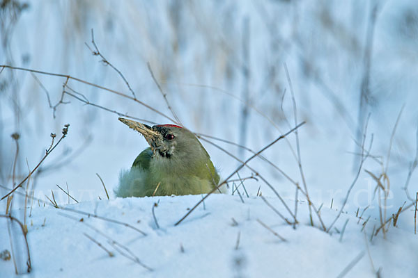 Grauspecht (Picus canus)