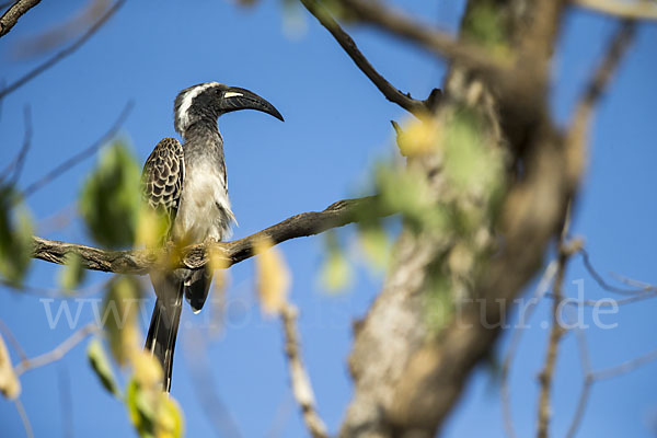 Grautoko (Tockus nasutus)