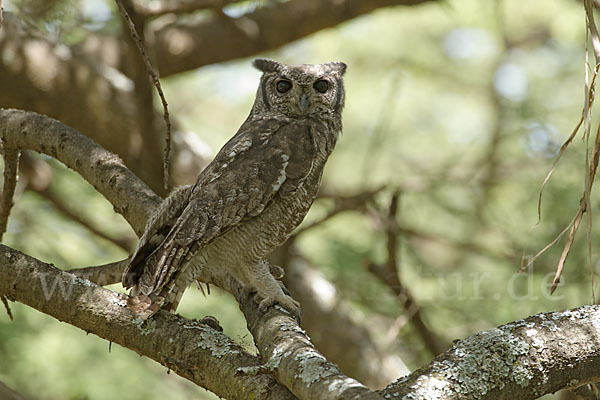 Grauuhu (Bubo cinerascens)