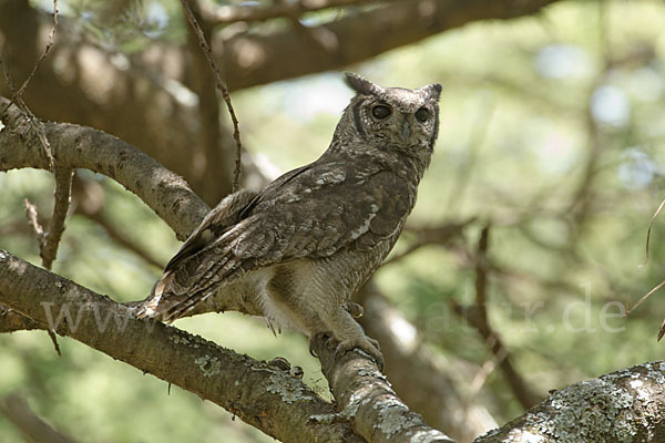 Grauuhu (Bubo cinerascens)