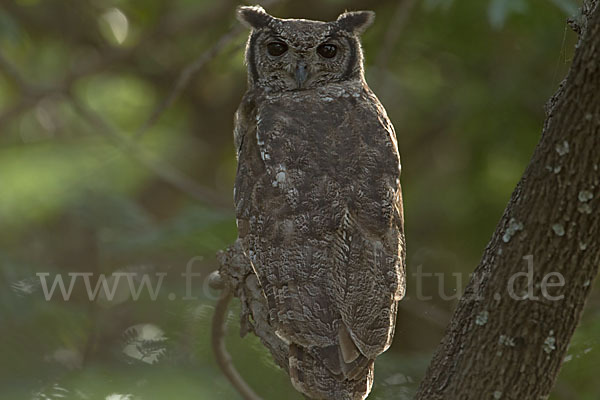 Grauuhu (Bubo cinerascens)