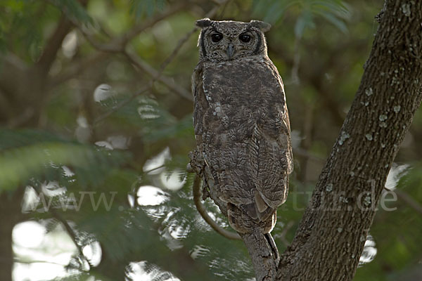 Grauuhu (Bubo cinerascens)