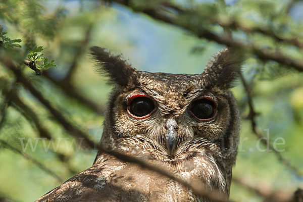 Grauuhu (Bubo cinerascens)