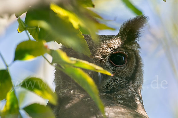 Grauuhu (Bubo cinerascens)