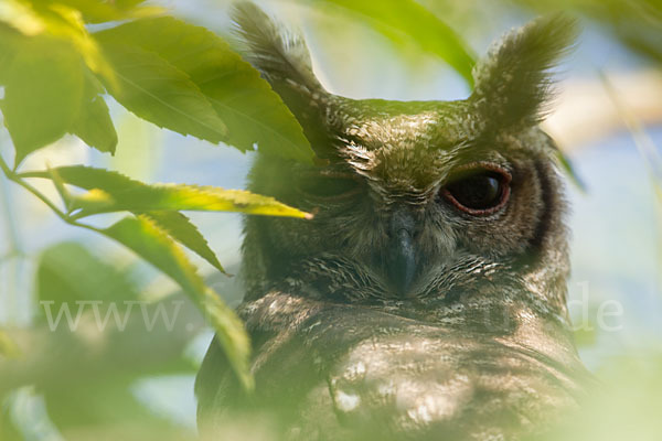 Grauuhu (Bubo cinerascens)