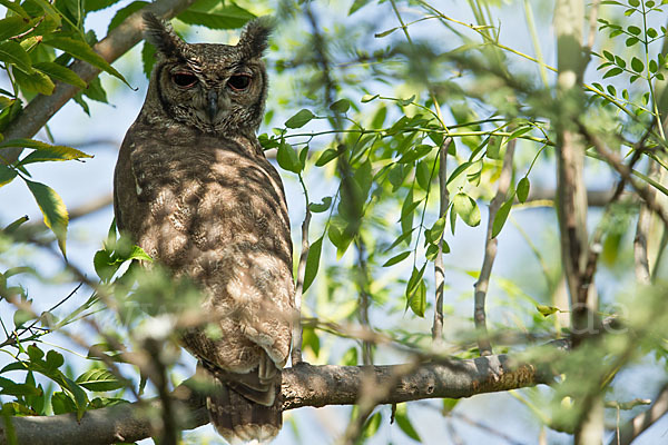 Grauuhu (Bubo cinerascens)