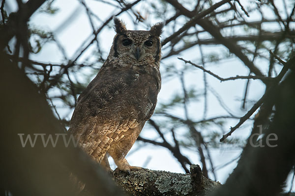 Grauuhu (Bubo cinerascens)