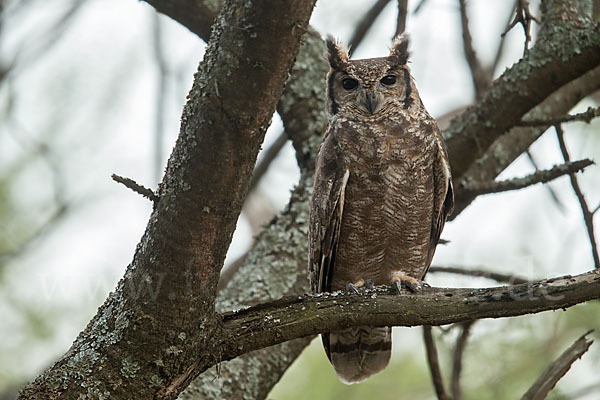 Grauuhu (Bubo cinerascens)