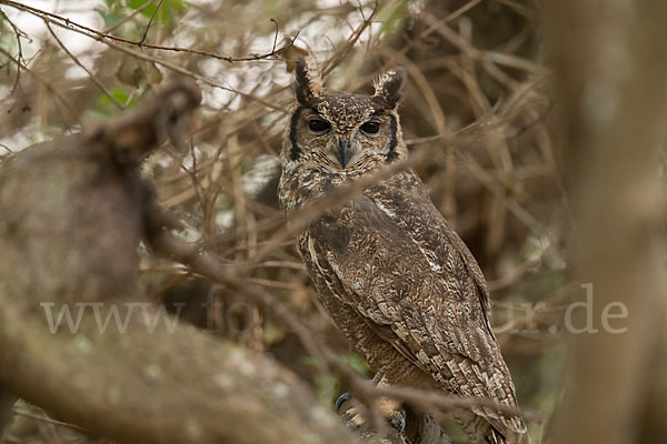 Grauuhu (Bubo cinerascens)