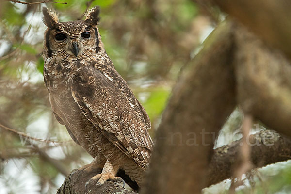 Grauuhu (Bubo cinerascens)