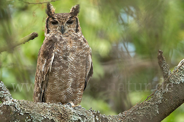 Grauuhu (Bubo cinerascens)