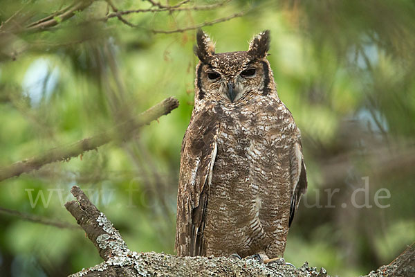 Grauuhu (Bubo cinerascens)