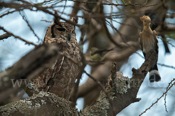 Grauuhu (Bubo cinerascens)